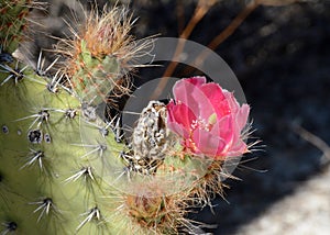 Cactus and agave close up and macro photography taken in mexico