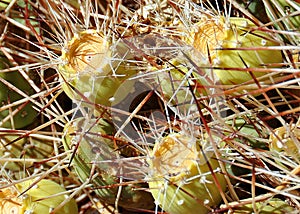 Cactus and agave close up and macro photography taken in mexico