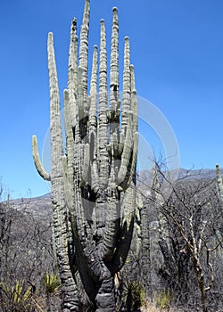 Cactus and agave close up and macro photography taken in mexico