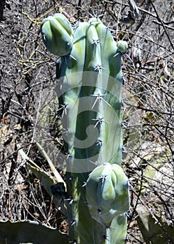 Cactus and agave close up and macro photography taken in mexico