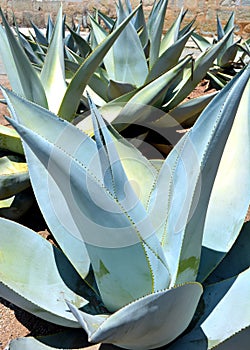 Cactus and agave close up and macro photography taken in mexico