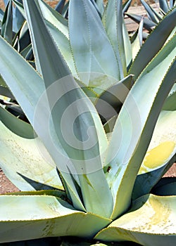 Cactus and agave close up and macro photography taken in mexico