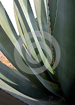 Cactus and agave close up and macro photography taken in mexico