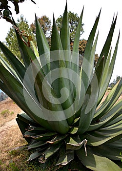 Cactus and agave close up and macro photography taken in mexico