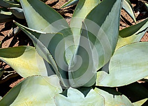 Cactus and agave close up and macro photography taken in mexico
