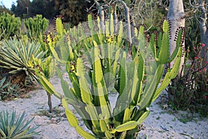 Cactus, agave and other succulent