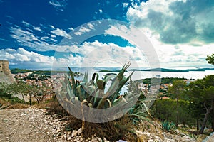 Cactus, amazing sky and panoramic view of Hvar city and the bay from the Spanish fortress.