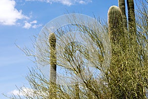 Cactus, American Western Desert Landscape