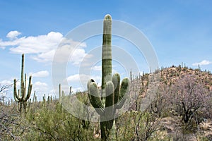 Cactus, American Western Desert Landscape