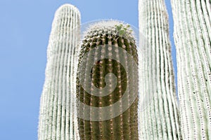 Cactus, American Western Desert Landscape