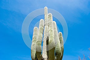 Cactus, American Western Desert Landscape