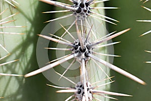 Cactus, American Western Desert Landscape
