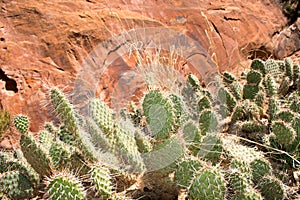 Cactus, American Western Desert Landscape