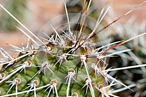 Cactus, American Western Desert Landscape