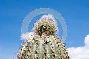 Cactus, American Western Desert Landscape