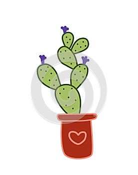 Cactus Angel wing in bloom. Flowering plant. Flat, cartoon, vector