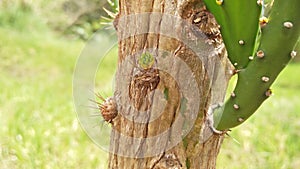 Cactus in Arapongas city