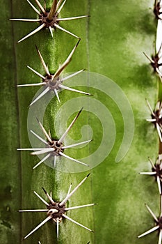 Cactus areoles photo