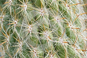 Cactus areoles with spines close-up. There are thick pointed thorns growing out of areole sand fine white hair-like filaments photo