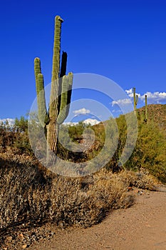 Cactus of Arizona