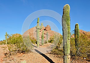 Cactus in Arizona desert