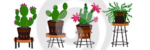 Cactus arrangements illustrations