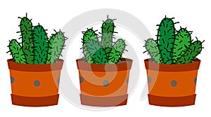 Cactus arrangements in a pot