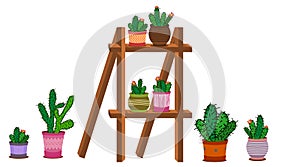 Cactus arrangements in a pot