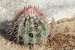 Cactus, Aruba, ABC Islands