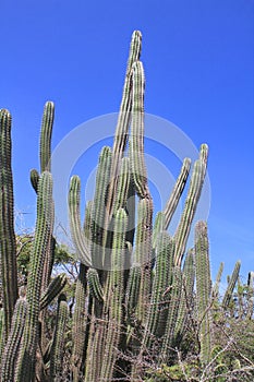 Cactus at Aruba island