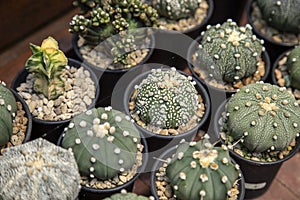 Cactus Astrophytum asterias