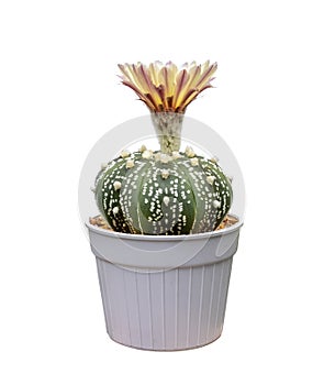 Cactus Astrophytum with flower blooming in pot isolated on the white background