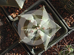 Cactus Astrophytum myriostigma with small buds