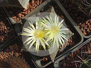 Cactus Astrophytum myriostigma with yellow flowers