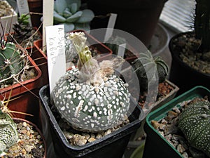 Cactus Astrophytum Super Kabuto, With Buds