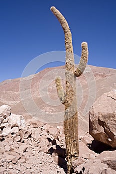 Cactus at atacama