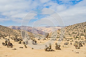 Cactus in the Atacama desert, Pan de Azucar National Park in Chile