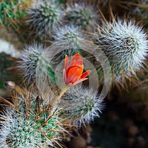 Cactus Aylostera with red flower.