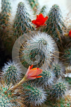 Cactus Aylostera with red flowers.