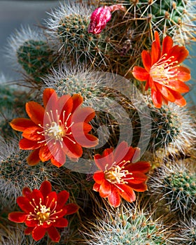 Cactus Aylostera with red flowers.