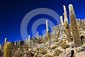 Cactus background