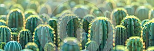 cactus background cactus plants closeup Cactus thorns