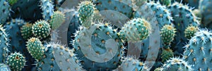 cactus background cactus plants closeup Cactus thorns