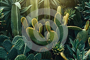 cactus background cactus plants closeup Cactus thorns