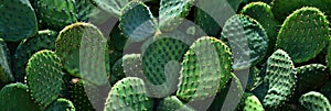 cactus background cactus plants closeup Cactus thorns