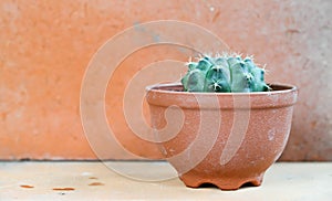 Cactus background and decorated