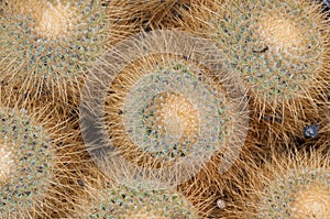 Cactus, background picture, succulent,plant, desert