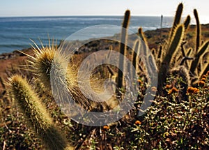 Cactus from baja california