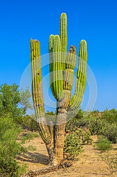 cardon cactus photo