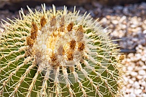 Cactus ball echinocactus grusonii in the garden. Close up of succulent golden barrel cactus